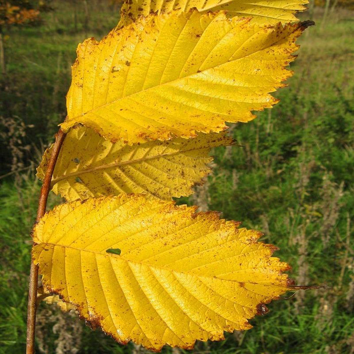 Valley Forge Elm Tree Leaves Fall Color