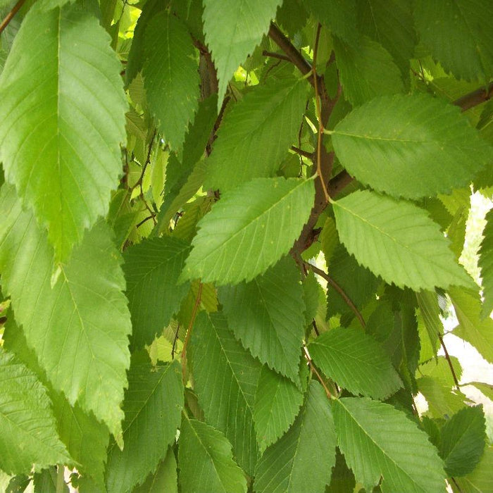 Valley Forge Elm Tree Foliage
