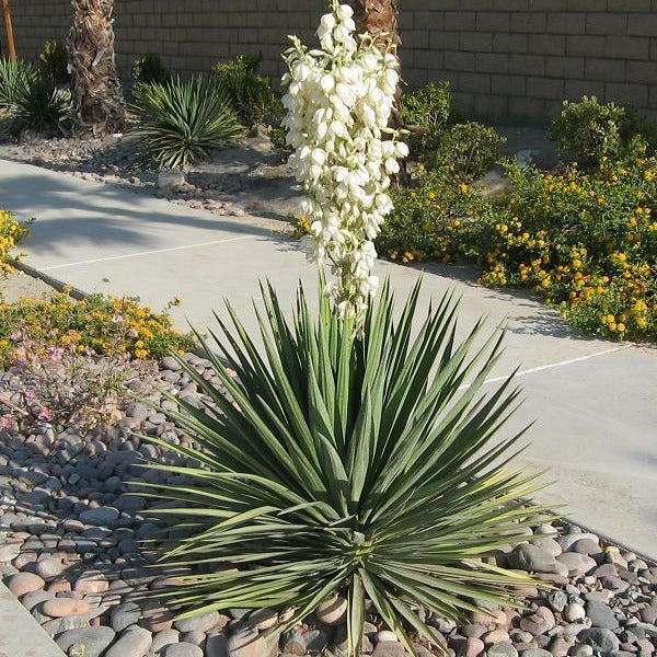 Yucca Excalibur growing as a compact evergreen rosette with blue-gray sword-like foliage in a sunny rock garden