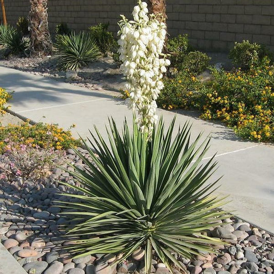 Yucca Excalibur growing as a compact evergreen rosette with blue-gray sword-like foliage in a sunny rock garden