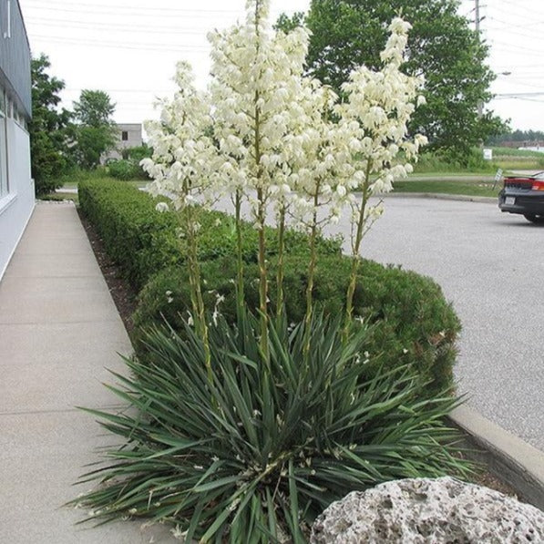 Yucca Excalibur displaying a tidy rounded habit with stiff blue-gray leaves and curly white filaments