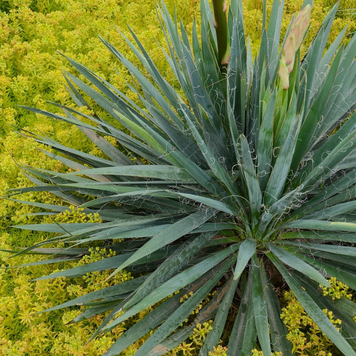 Yucca Excalibur planted in a dry sunny border with gravel, ornamental grasses, and drought-tolerant perennials