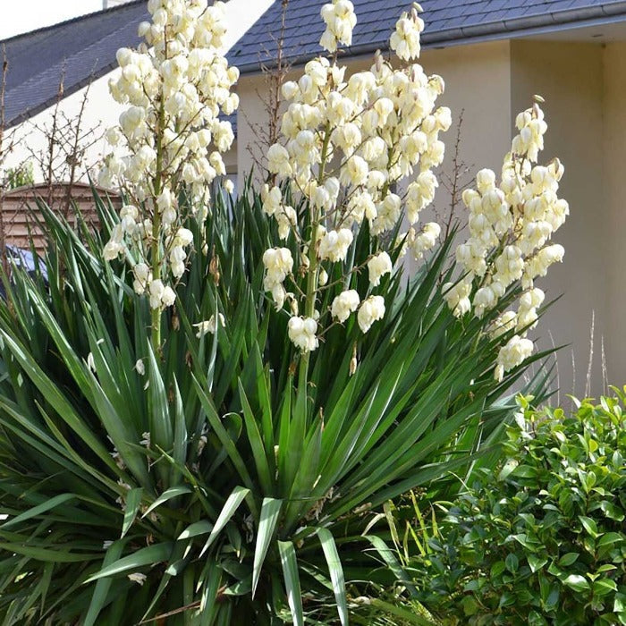 Close-up of Yucca Excalibur showing creamy white bell-shaped flowers on a tall summer flower spike